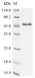Recombinant Bovine Alpha-2-HS-glycoprotein (AHSG) - image 1