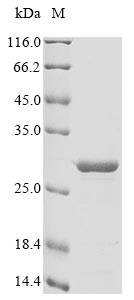 Recombinant Bovine Allograft inflammatory factor 1 (AIF1) - image 1