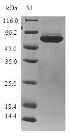 SDS-PAGE- Recombinant protein Human AKR1B10