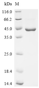 (Tris-Glycine gel) Discontinuous SDS-PAGE (reduced) with 5% enrichment gel and 15% separation gel.