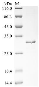 Recombinant Mouse Amelogenin, X isoform (Amelx) - image 1