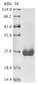 Recombinant Mouse Muellerian-inhibiting factor (Amh) , partial - image 1