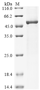 Recombinant Dog Angiopoietin-2 (ANGPT2) - image 1