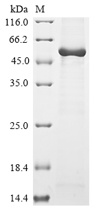 Recombinant Rat Angiopoietin-2 (Angpt2) - image 1