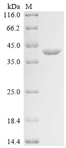 Recombinant Mouse AnneXIn A5 (Anxa5) - image 1