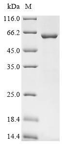 Recombinant Mouse Apoptosis inhibitor 5 (Api5) - image 1