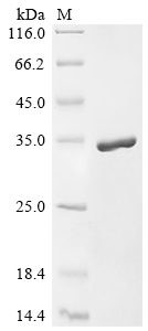 Recombinant Mouse Apolipoprotein A-I (Apoa1) - image 1