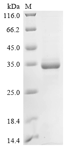 Recombinant Mouse Apolipoprotein A-I (Apoa1) - image 1