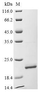 Recombinant Human Apolipoprotein A-II (APOA2) - image 1