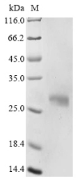 Recombinant Mouse Apolipoprotein D (Apod) - image 1