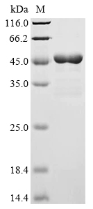 Recombinant Dog Apolipoprotein E (APOE) - image 1