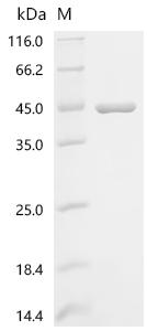 Recombinant Macaca mulatta Apolipoprotein E (APOE) - image 1