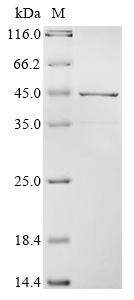 Recombinant Rat Apolipoprotein E (Apoe) - image 1