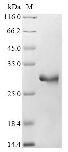 Recombinant Mouse Apolipoprotein M (Apom) - image 1