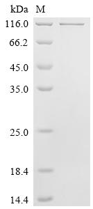 Recombinant Mouse Amyloid beta A4 protein (App) - image 1