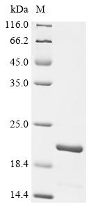 (Tris-Glycine gel) Discontinuous SDS-PAGE (reduced) with 5% enrichment gel and 15% separation gel. (Tris-Glycine gel) Discontinuous SDS-PAGE (reduced) with 5% enrichment gel and 15% separation gel.