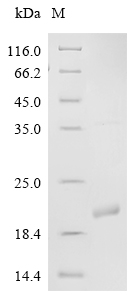 Recombinant Human ADP-ribosylation factor 1 (ARF1) - image 1