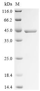 Recombinant Human Arginase-1 (ARG1) - image 1