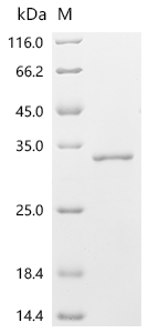 Recombinant Human ADP-ribosylation factor-like protein 4D (ARL4D) - image 1