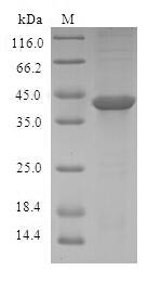 (Tris-Glycine gel) Discontinuous SDS-PAGE (reduced) with 5% enrichment gel and 15% separation gel.
