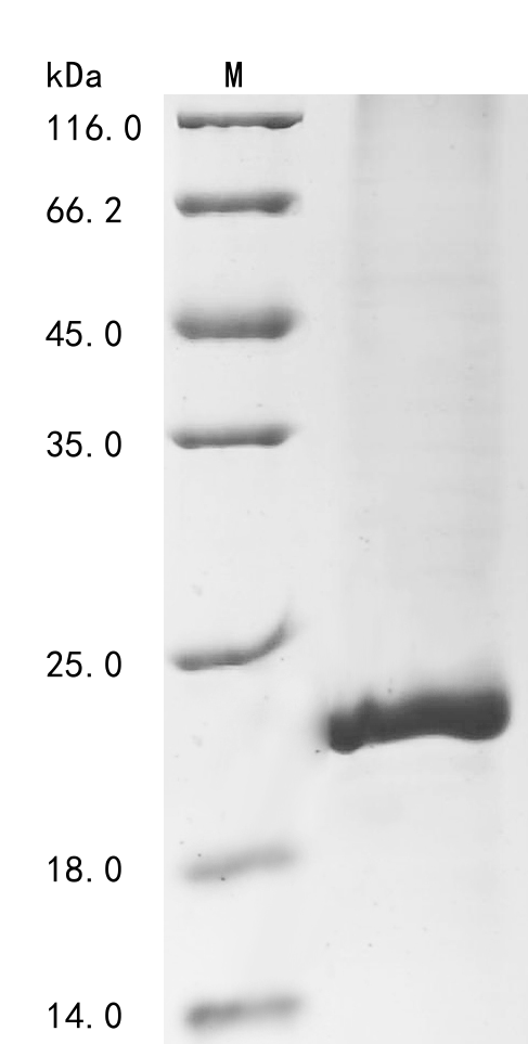 Recombinant Human Agouti-signaling protein (ASIP) - image 1