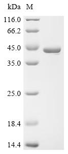 Recombinant Dickeya chrysanthemi L-asparaginase (ansB) - image 1
