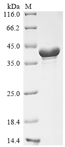 Recombinant Mouse Cyclic AMP-dependent transcription factor ATF-5 (Atf5) - image 1