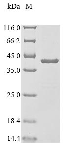 Recombinant Human ATP synthase subunit gamma, mitochondrial (ATP5F1C) - image 1