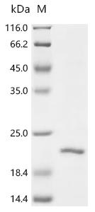 Recombinant Cat Beta-2-microglobulin (B2M) - image 1
