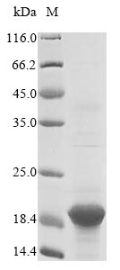 SDS-PAGE- Recombinant protein Sheep B2M