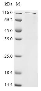 Recombinant Mouse Transcription regulator protein BACH1 (Bach1) , Biotinylated - image 1