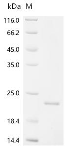 Recombinant Bovine Osteocalcin (BGLAP) - image 1