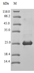 SDS-PAGE- Recombinant protein Mouse Blm