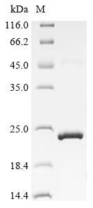 Recombinant Sheep Bone morphogenetic protein 15 (BMP15) - image 1