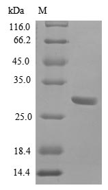 SDS-PAGE- Recombinant protein Human BMP2