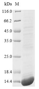 SDS-PAGE- Recombinant protein Human BMP3