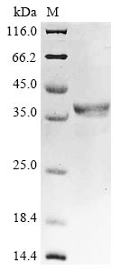 Recombinant Bovine Bone morphogenetic protein 4 (BMP4) - image 1