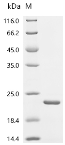 Recombinant Human Bromodomain-containing protein 2 (BRD2) , partial - image 1