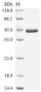 Recombinant Human Mitotic checkpoint protein BUB3 (BUB3) - image 1
