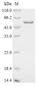 Recombinant Mouse C5a anaphylatoxin chemotactic receptor (C5ar1) , partial, Biotinylated - image 1
