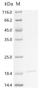 Recombinant Human Voltage-dependent calcium channel gamma-1 subunit (CACNG1) , partial - image 1