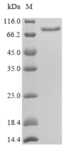 SDS-PAGE- Recombinant protein Mouse Calr