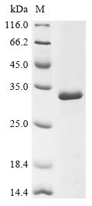 Recombinant Mouse Caspase-3 (Casp3) - image 1
