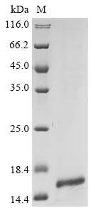 Recombinant Human C-C motif chemokine 16 (CCL16) - image 1