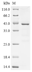 Recombinant Human C-C motif chemokine 21 (CCL21) - image 1