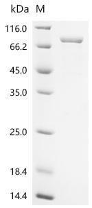 Recombinant Xenopus laevis Cyclin-A2 (ccna2) - image 1