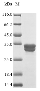 Recombinant Human C-C chemokine receptor type 9 (CCR9) , partial - image 1