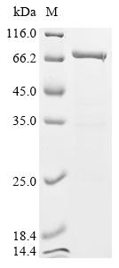 Recombinant Mouse OX-2 membrane glycoprotein (Cd200) , partial, Biotinylated - image 1