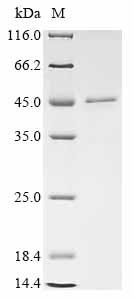 Recombinant Mouse CMRF35-like molecule 6 (Cd300c) , partial - image 1