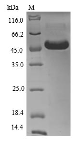 SDS-PAGE- Recombinant protein Human CD33